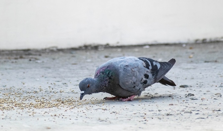 Pigeon eating seed on the ground in an urban city
