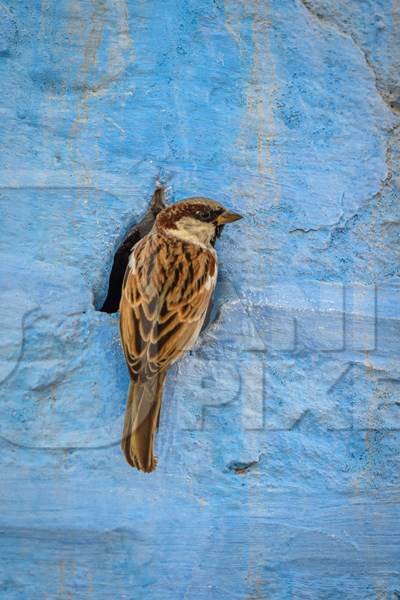 Indian house sparrow birds making nests in small holes in the walls of blue houses in the urban city of Jodhpur, Rajasthan, India, 2022