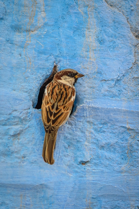 Indian house sparrow birds making nests in small holes in the walls of blue houses in the urban city of Jodhpur, Rajasthan, India, 2022