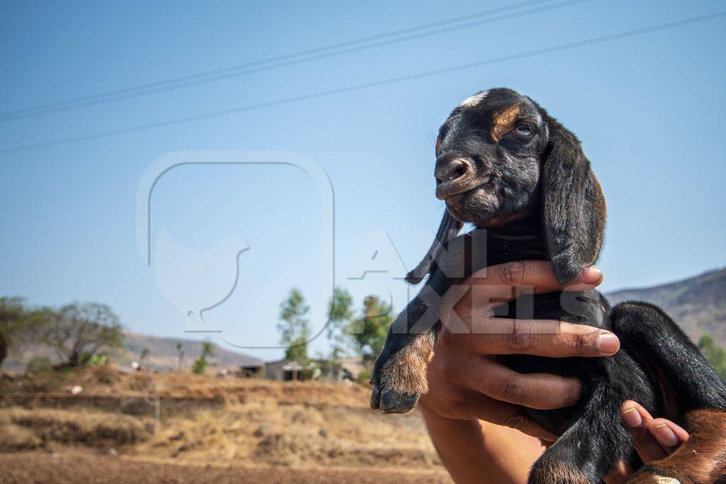 Person holding small cute baby Indian goat with blue sky background in rural Maharashtra, India