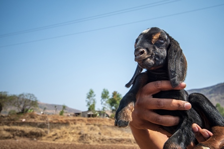 Person holding small cute baby Indian goat with blue sky background in rural Maharashtra, India