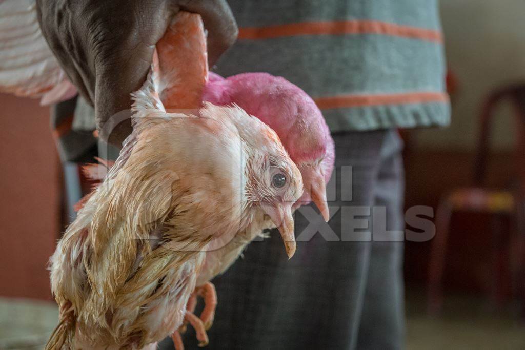 Pigeons for religious sacrifice at Kamakhya temple in Guwahati in Assam