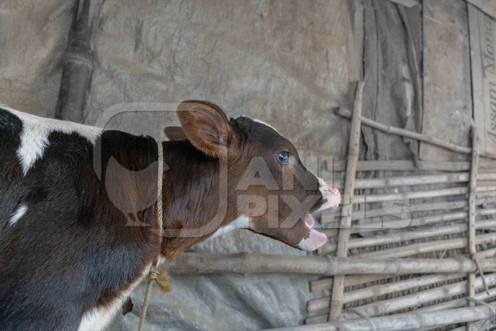 Small sad crying brown and white baby calf tied up at Sonepur cattle fair in Bihar, 2017