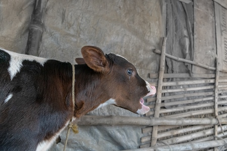 Small sad crying brown and white baby calf tied up at Sonepur cattle fair in Bihar, 2017