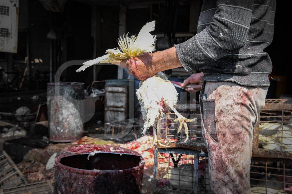 Slaughterhouse workers cutting the throat of a chicken at Ghazipur murga mandi, Ghazipur, Delhi, India, 2022