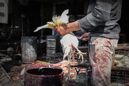 Slaughterhouse workers cutting the throat of a chicken at Ghazipur murga mandi, Ghazipur, Delhi, India, 2022