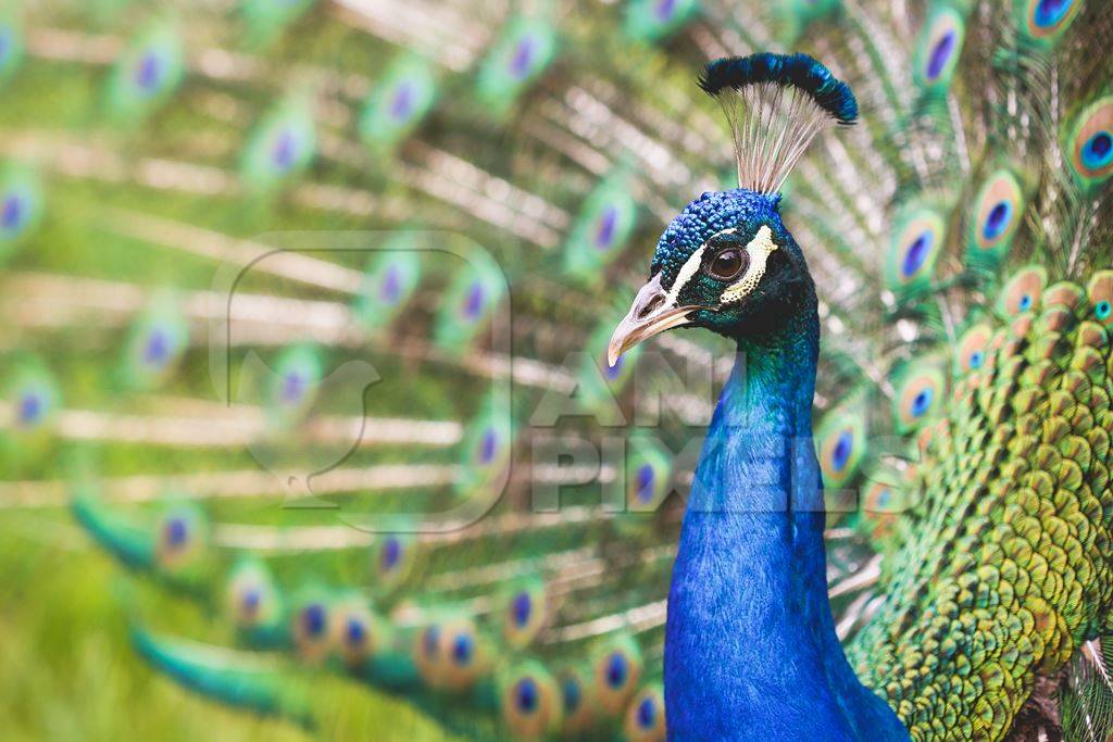 Beautiful blue peacock bird fanning his tail