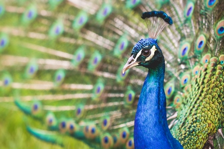 Beautiful blue peacock bird fanning his tail