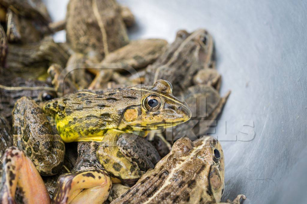 Frogs in bowls on sale at an exotic market