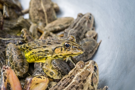 Frogs in bowls on sale at an exotic market