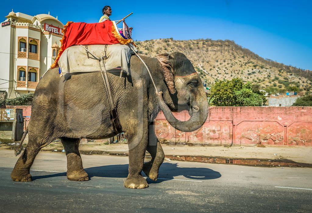 Elephant used for entertainment tourist ride walking on street in Jaipur