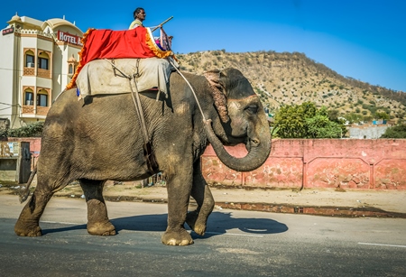Elephant used for entertainment tourist ride walking on street in Jaipur