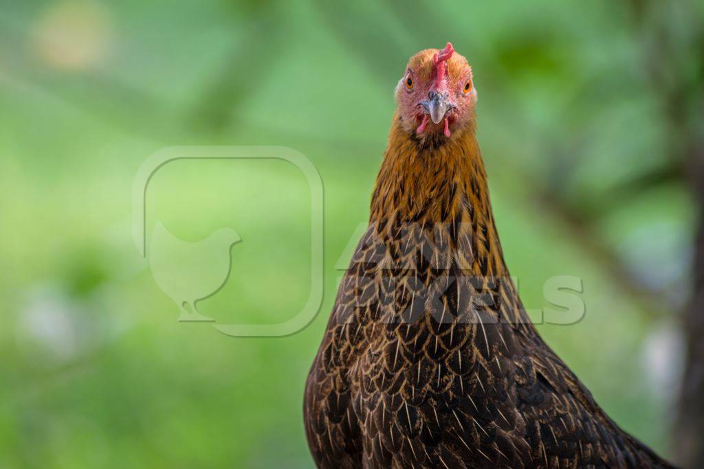 Free range brown chicken in a rural village in Bihar in India with green field background