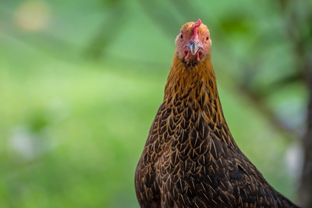 Free range brown chicken in a rural village in Bihar in India with green field background