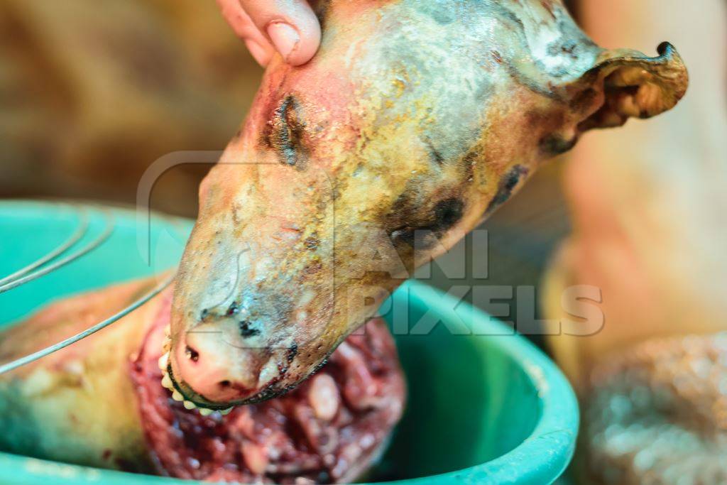 Dead dog heads on sale a dog meat market in Kohima in Nagaland, India, 2018