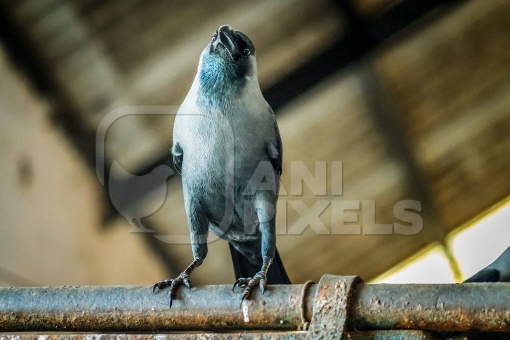 Crow sitting on bar at Crawford meat market in Mumbai, India