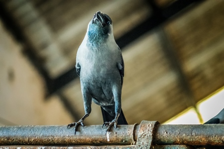 Crow sitting on bar at Crawford meat market in Mumbai, India