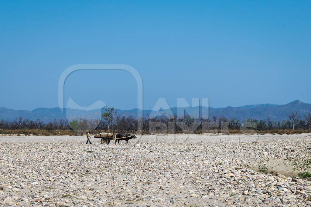 Bullock pulling cart with stones and man on dried up river bed of the Ganges with blue sky