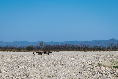 Bullock pulling cart with stones and man on dried up river bed of the Ganges with blue sky