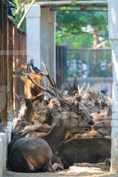 Herd of deer sitting in enclosure  in Sanjay Gandhi Jaivik Udyan zoo