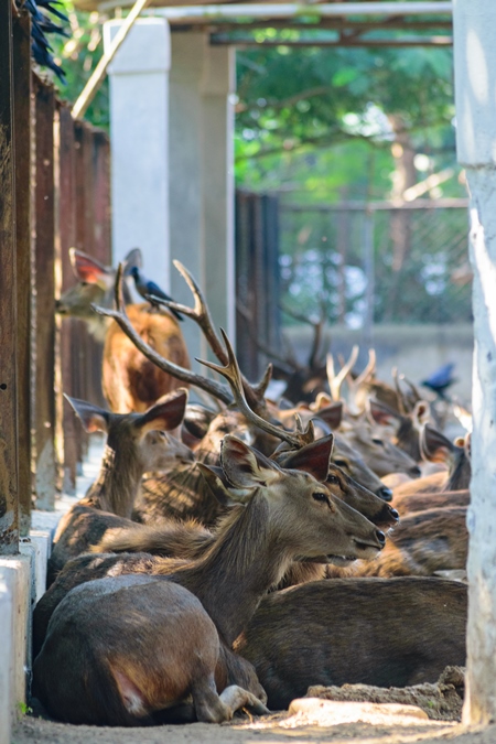 Herd of deer sitting in enclosure  in Sanjay Gandhi Jaivik Udyan zoo