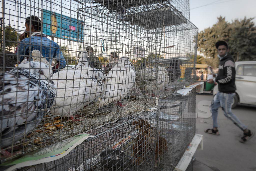 Pigeons in cages on sale as pets at Kabootar market in Delhi, India, 2022