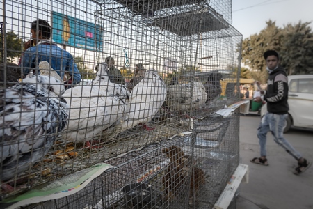 Pigeons in cages on sale as pets at Kabootar market in Delhi, India, 2022