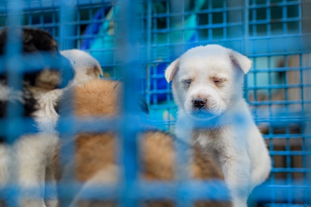 Sad pedigree or breed puppy dogs on sale in cages on the street by dog sellers at Galiff Street pet market, Kolkata, India, 2022