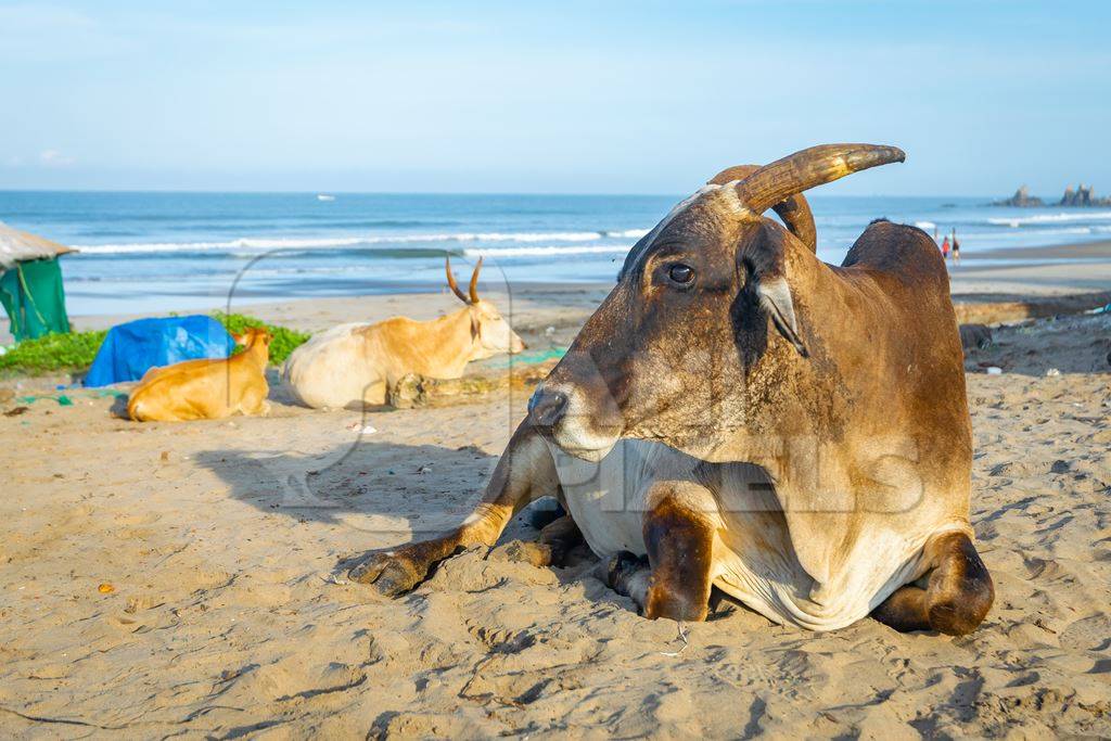 Many cows on the beach in Goa, India