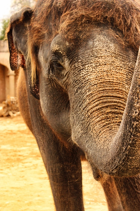 Indian elephant waving trunk