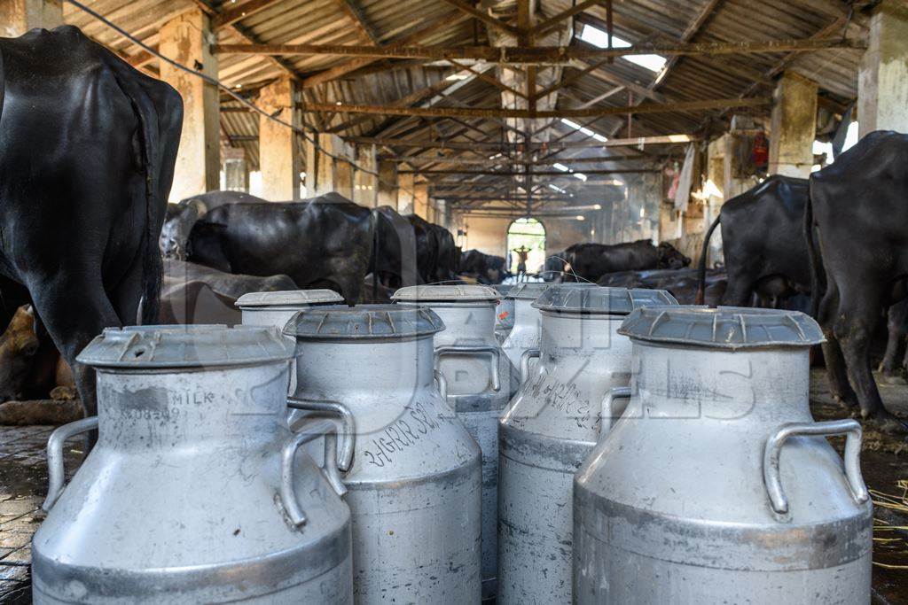 Milk cans or pails with Indian buffaloes tied up in a line in a concrete shed on an urban dairy farm or tabela, Aarey milk colony, Mumbai, India, 2023