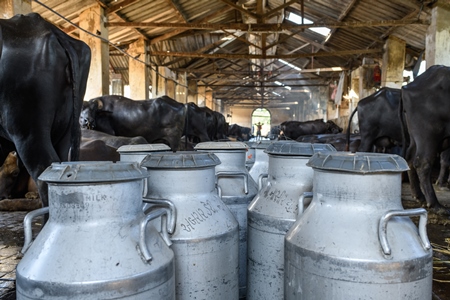 Milk cans or pails with Indian buffaloes tied up in a line in a concrete shed on an urban dairy farm or tabela, Aarey milk colony, Mumbai, India, 2023