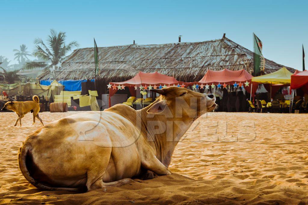 Street cow on beach in Goa in India