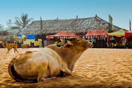 Street cow on beach in Goa in India
