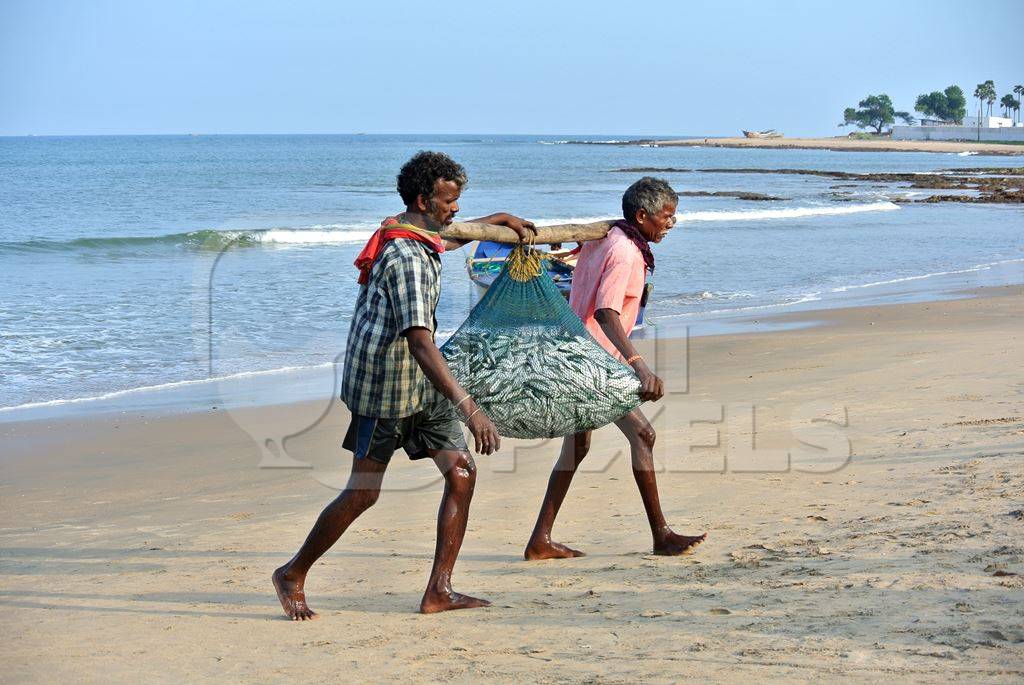 Two men on beach carry fishing net from sea with haul of fish