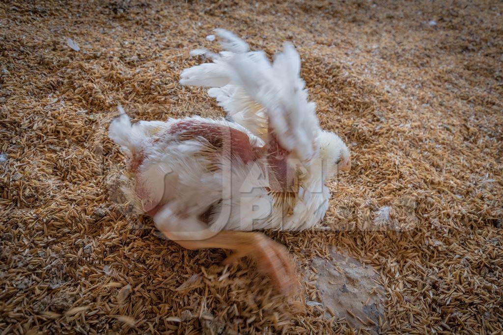Crippled Indian broiler chicken on a poultry farm in Maharashtra in India, 2021