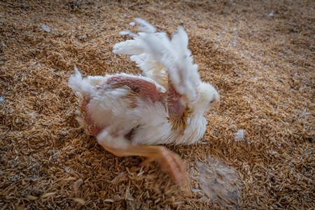 Crippled Indian broiler chicken on a poultry farm in Maharashtra in India, 2021