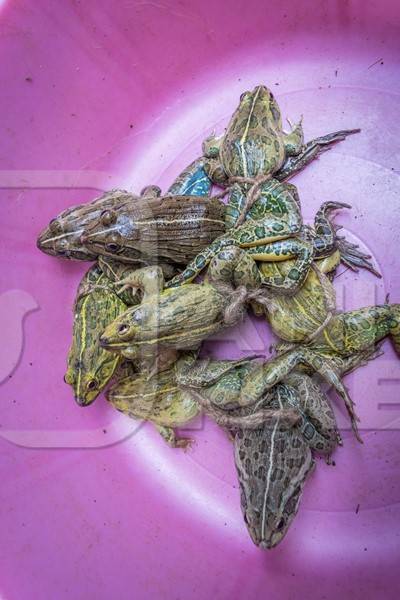 Frogs in a pink plastic bowl on sale at an exotic market