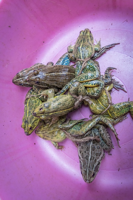 Frogs in a pink plastic bowl on sale at an exotic market