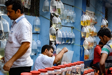 Aquarium fish in plastic bags hanging on the wall on sale at Galiff Street pet market, Kolkata, India, 2022