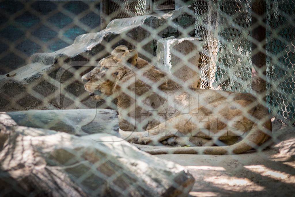 Lioness sitting in barren concrete enclosure in Patna zoo, Bihar