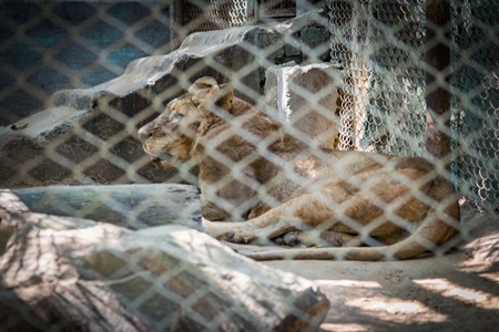 Lioness sitting in barren concrete enclosure in Patna zoo, Bihar