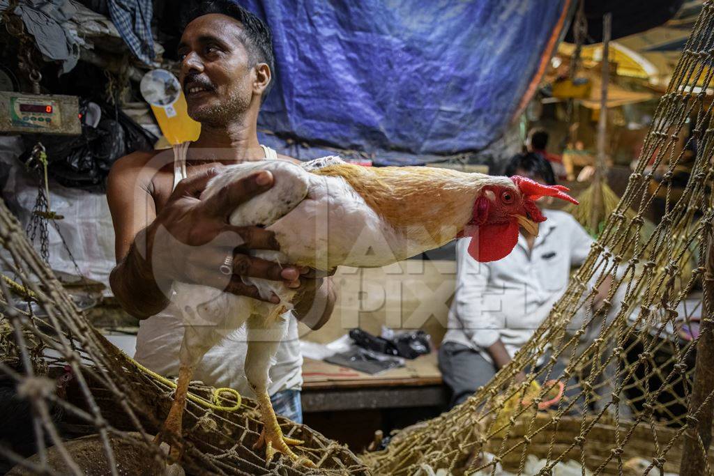 A worker holds a rooster or cockerel at the chicken meat market inside New Market, Kolkata, India, 2022