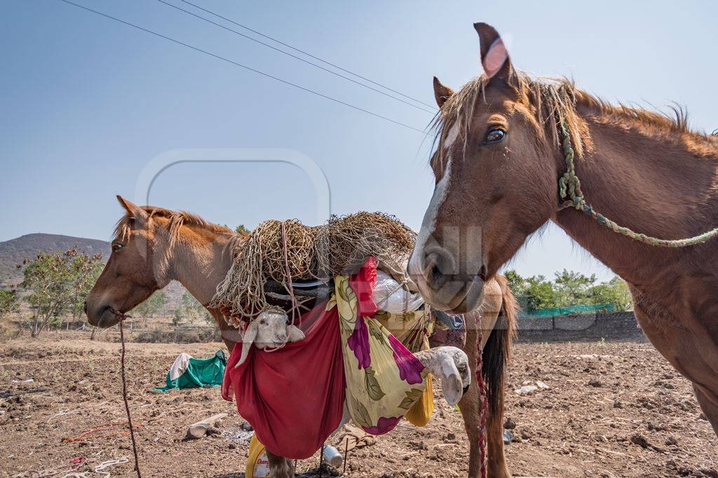 Working Indian horse or pony carrying household items including baby goats and sheep owned by nomads in rural Maharashtra