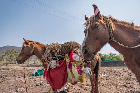 Working Indian horse or pony carrying household items including baby goats and sheep owned by nomads in rural Maharashtra