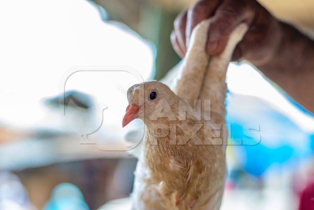 Pigeons on sale held up by their wings at a live animal market in the city of Imphal in Manipur in the Northeast of India