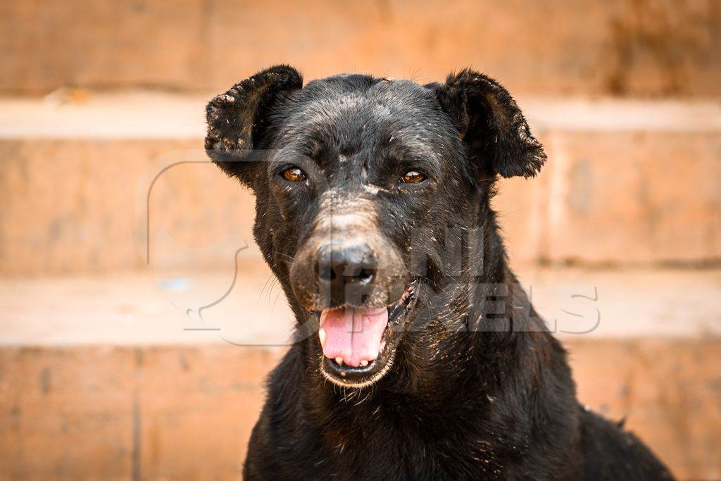 Old Indian street dog or Indian stray pariah dog with scars on face, Jodhpur, Rajasthan, India, 2022