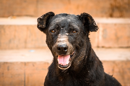 Old Indian street dog or Indian stray pariah dog with scars on face, Jodhpur, Rajasthan, India, 2022