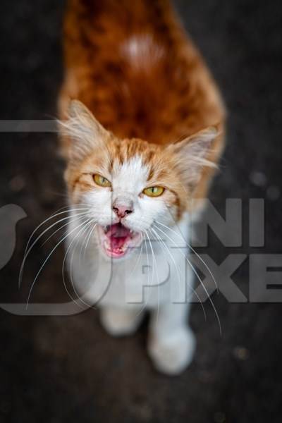 Close up portrait of ginger and white Indian street or stray cat, Pune, India, 2024