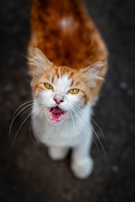 Close up portrait of ginger and white Indian street or stray cat, Pune, India, 2024